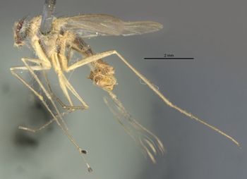 Media type: image;   Entomology 12925 Aspect: habitus lateral view